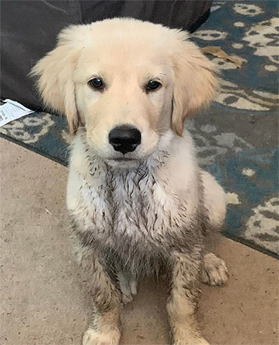 Hugo covered in mud