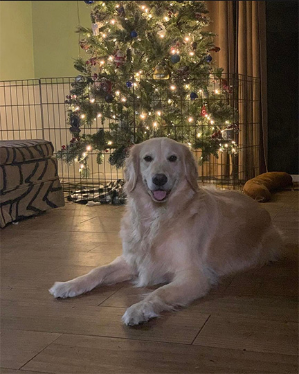 Max, a Golden Retriever at Sterling Run Retrievers