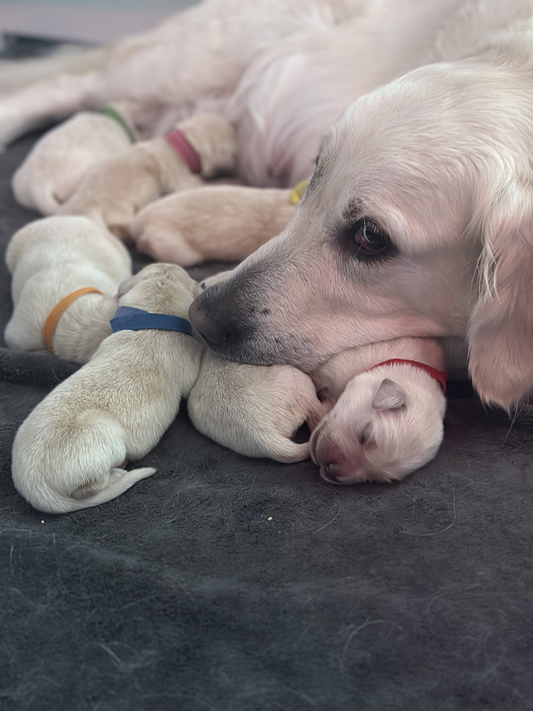 Dumbo Litter puppy photo 1