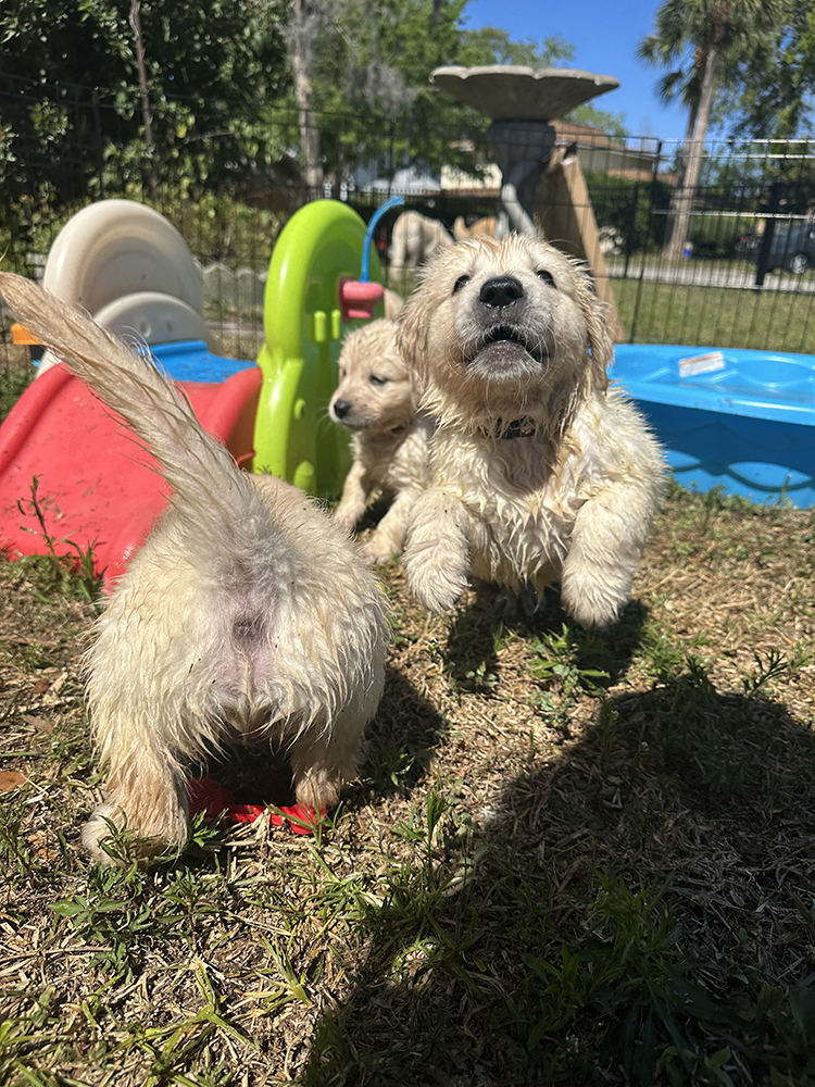 Dumbo Litter puppy photo 10