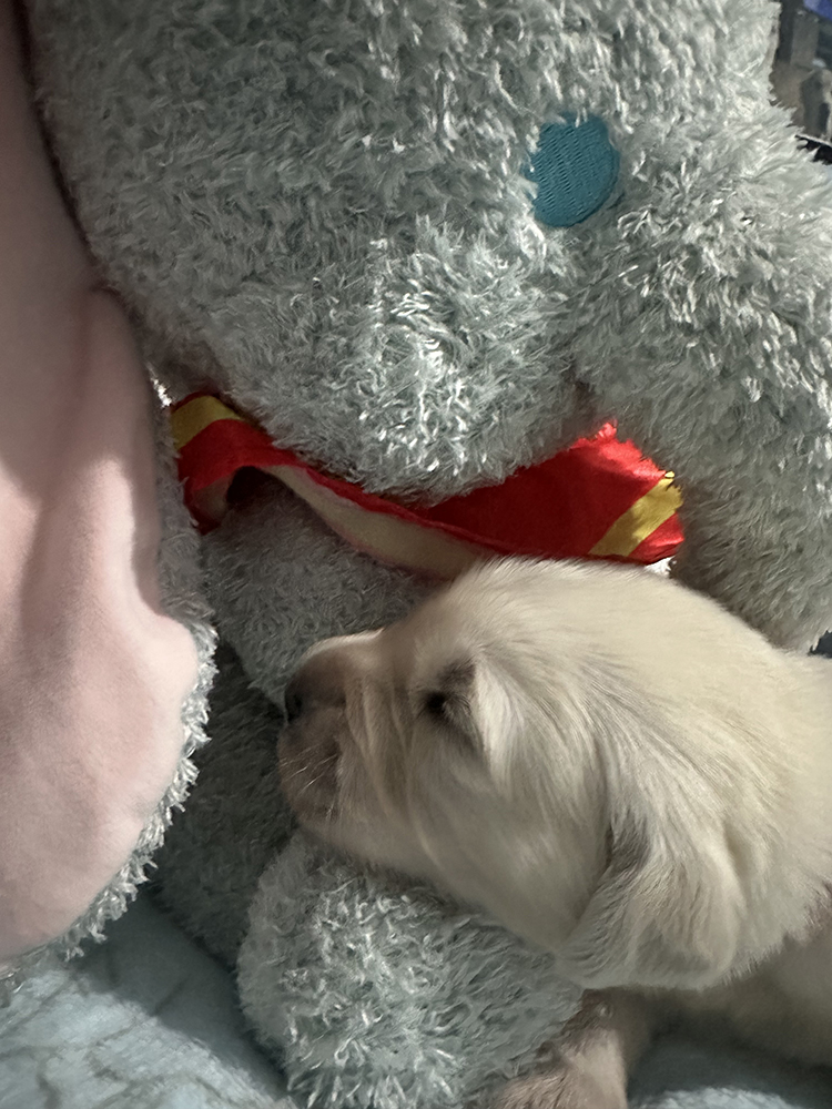 Dumbo Litter puppy photo 2