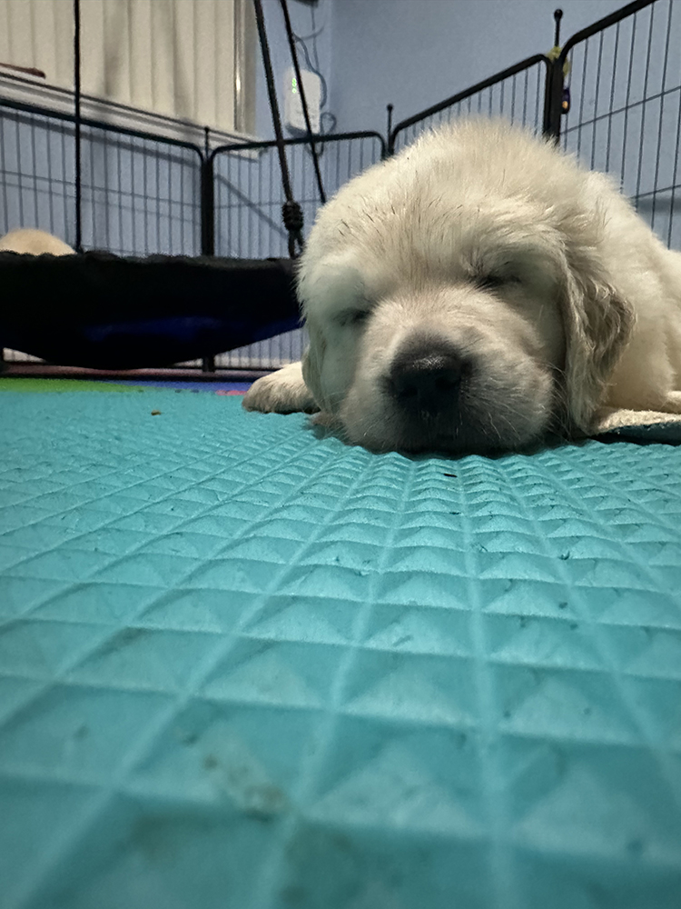 Dumbo Litter puppy photo 3