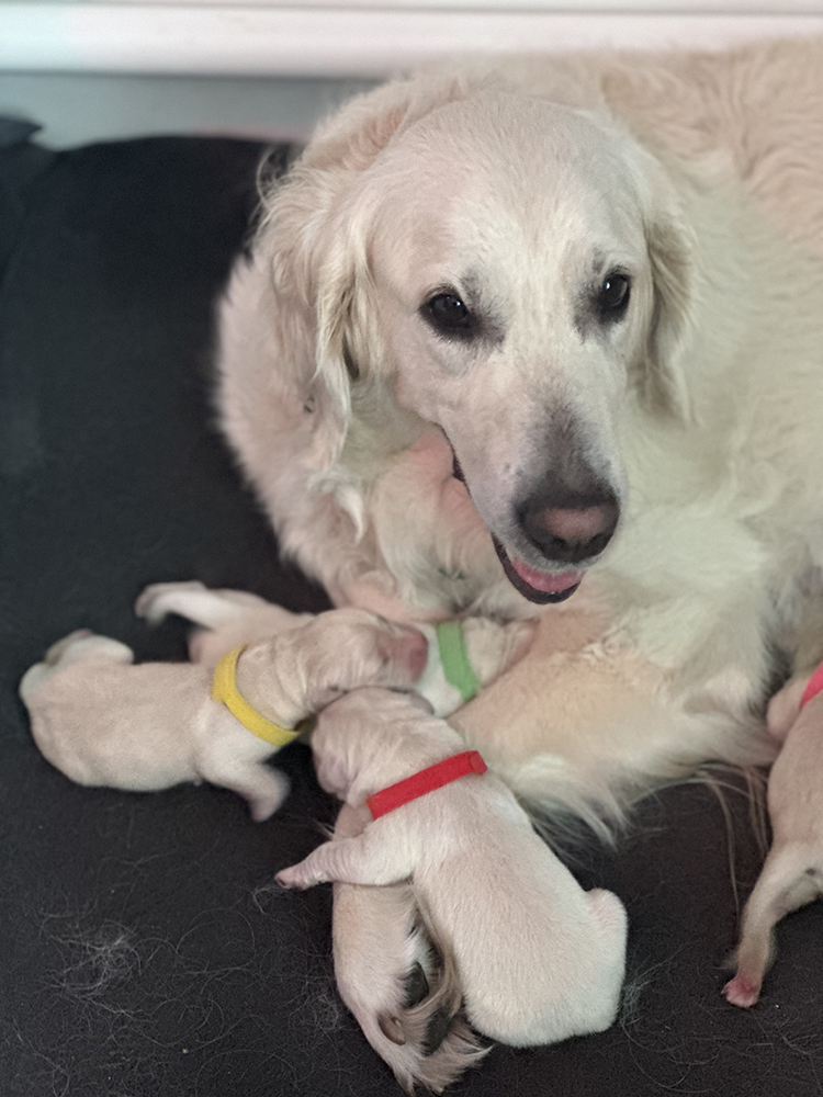 Dumbo Litter puppy photo 4