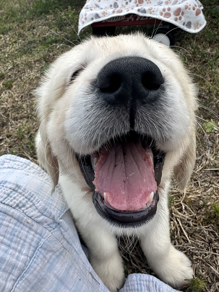 Dumbo Litter puppy photo 5