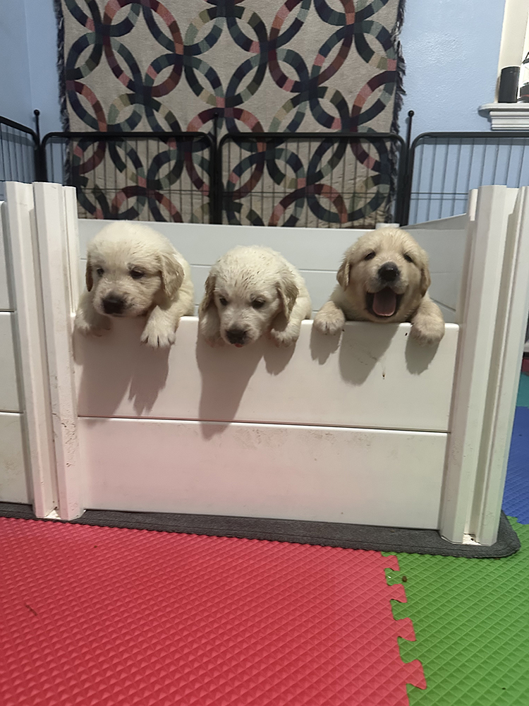 Dumbo Litter puppy photo 6