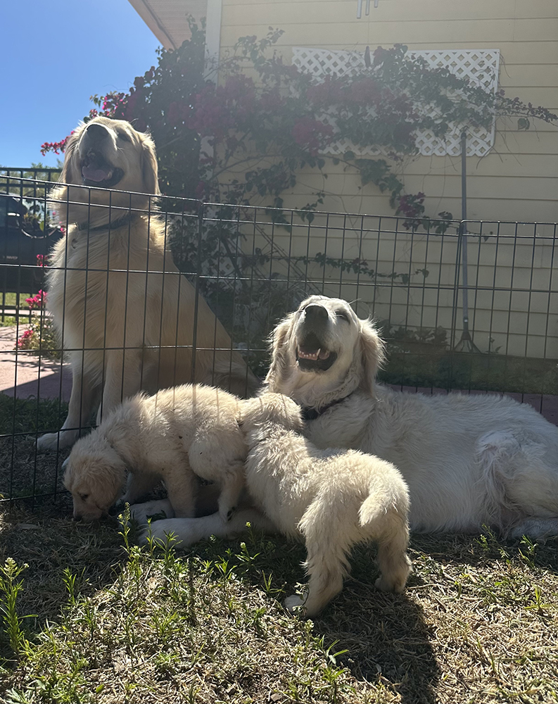 Dumbo Litter puppy photo 7