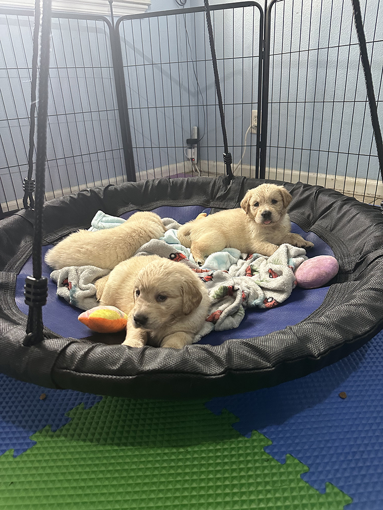 Dumbo Litter puppy photo 8