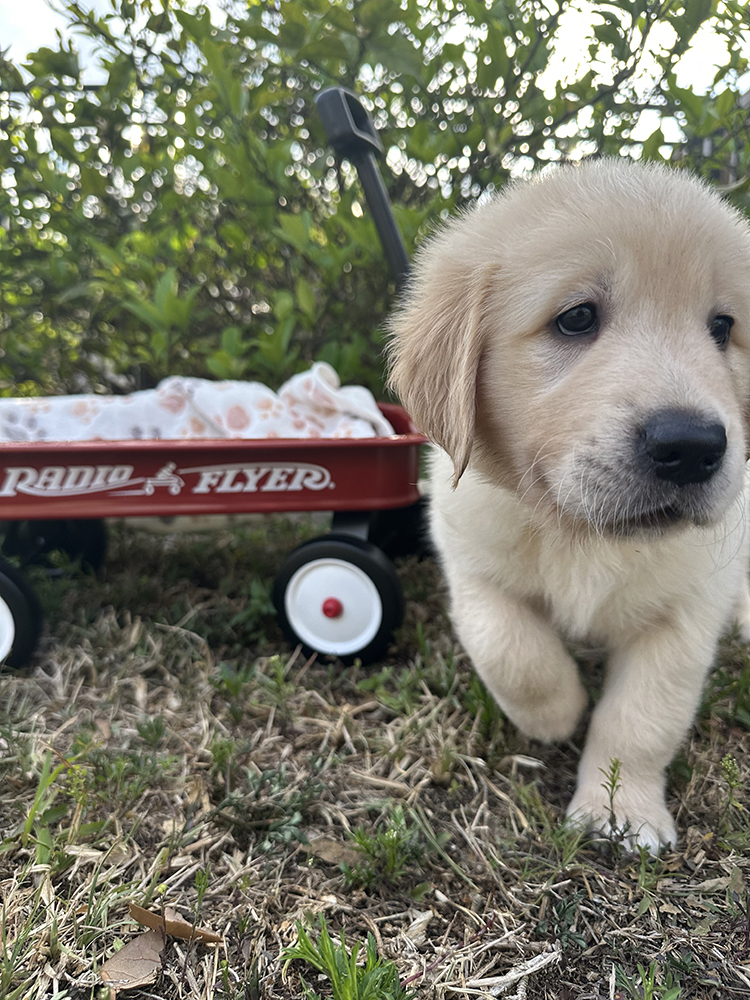 Dumbo Litter puppy photo 9
