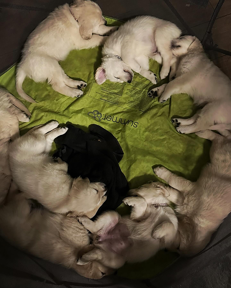 Pinocchio Litter puppy photo 1