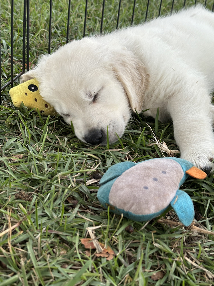Pinocchio Litter puppy photo 10