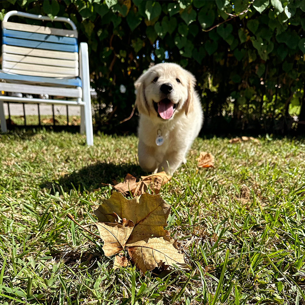 Pinocchio Litter puppy photo 2