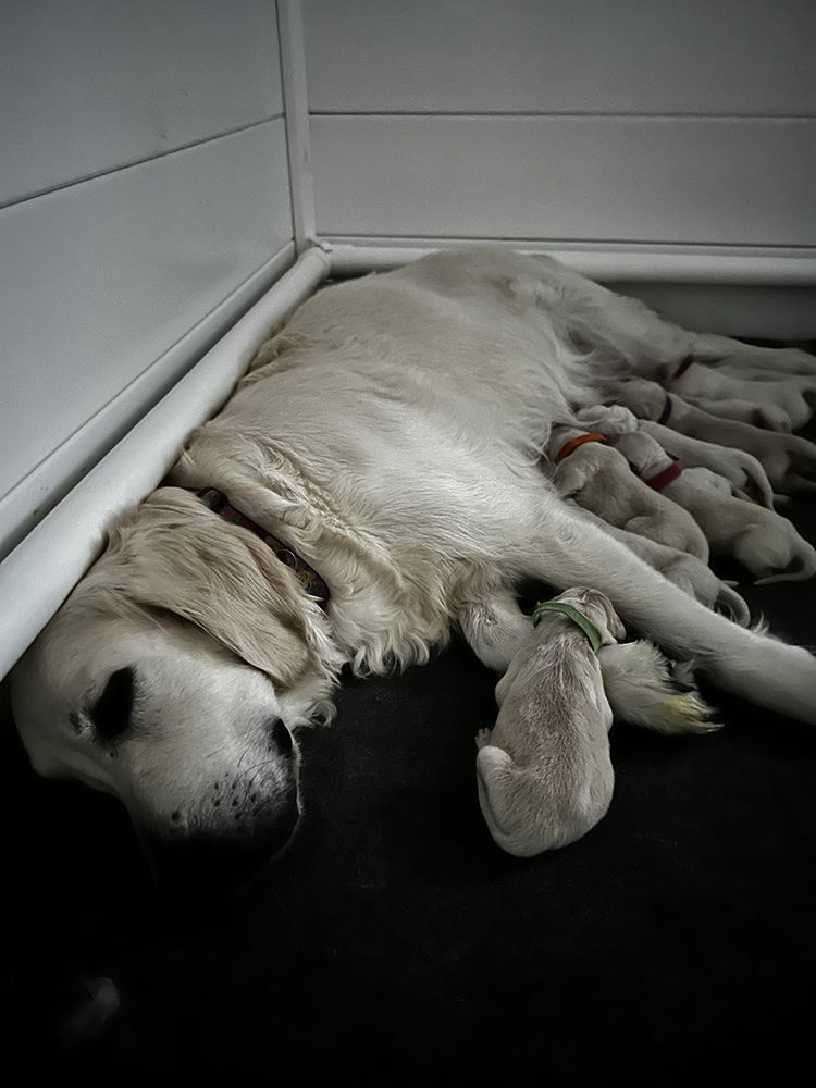 Pinocchio Litter puppy photo 4