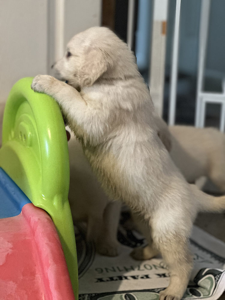 Pinocchio Litter puppy photo 5