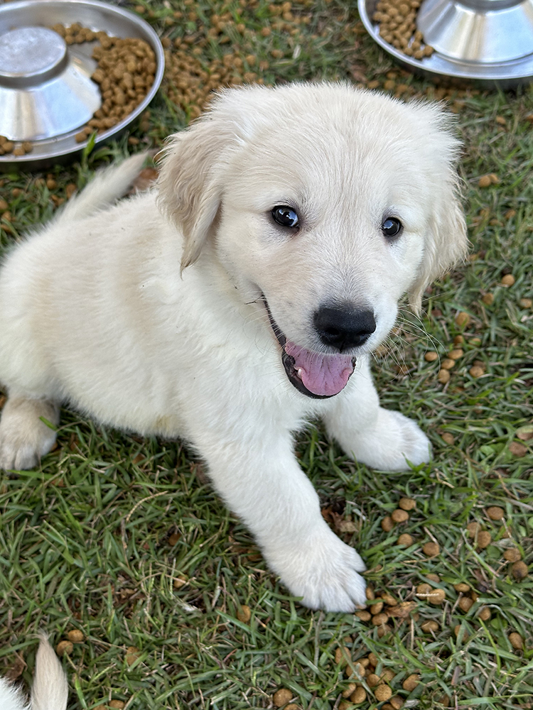 Pinocchio Litter puppy photo 6