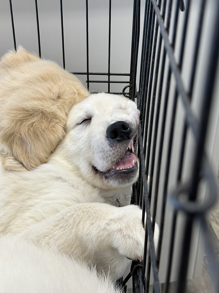 Pinocchio Litter puppy photo 7