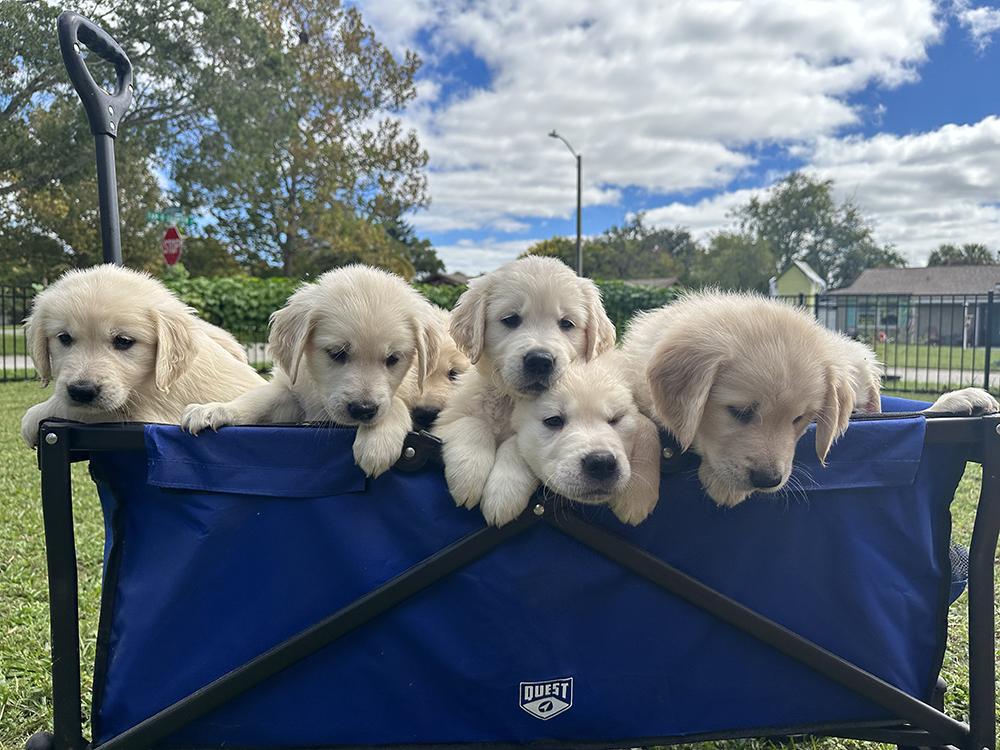 Pinocchio Litter puppy photo 8