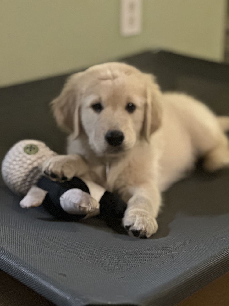 Pinocchio Litter puppy photo 9