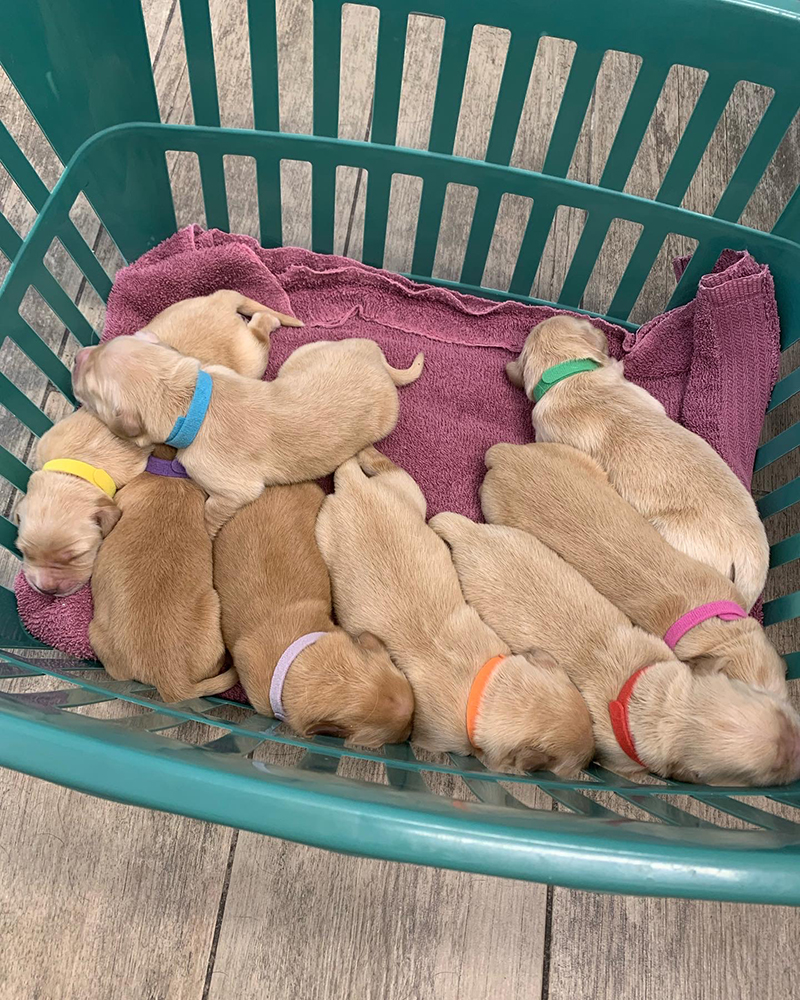 Snow White Litter puppy photo 1