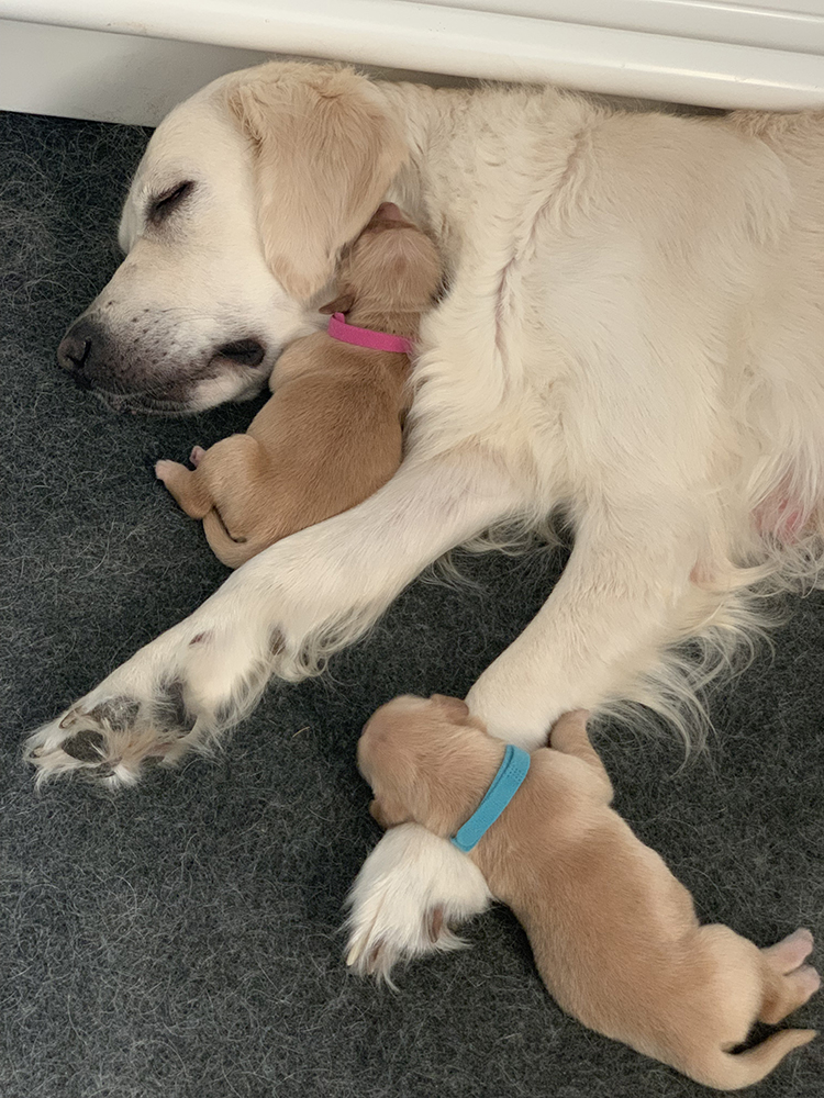 Snow White Litter puppy photo 10
