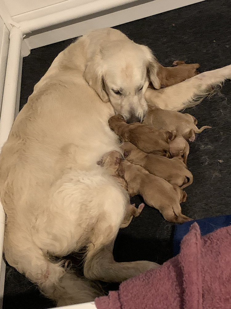 Snow White Litter puppy photo 2