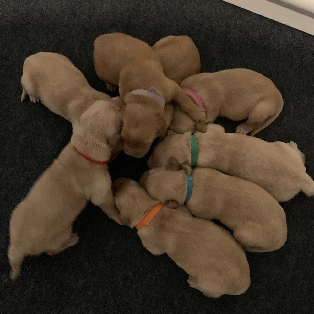 Snow White Litter puppy photo 3