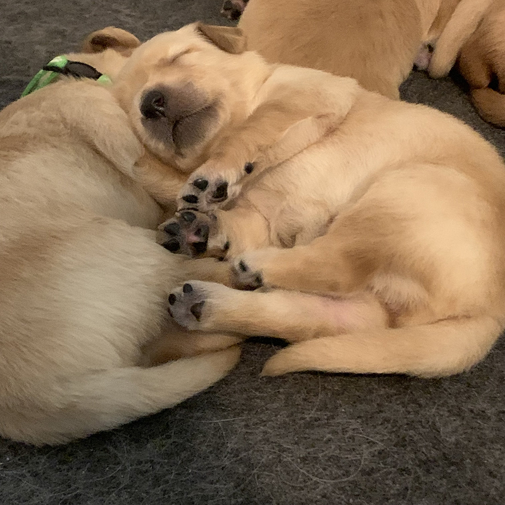 Snow White Litter puppy photo 4