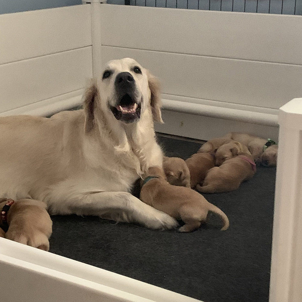 Snow White Litter puppy photo 5