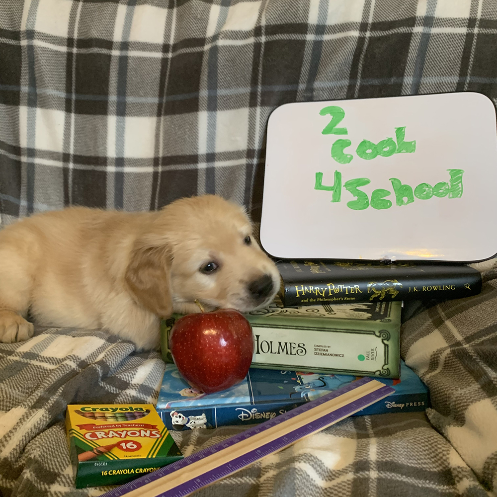 Snow White Litter puppy photo 6