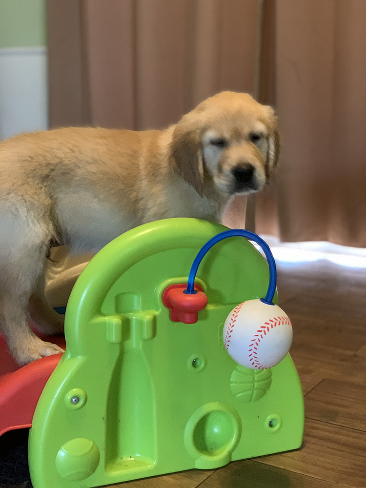 Snow White Litter puppy photo 7