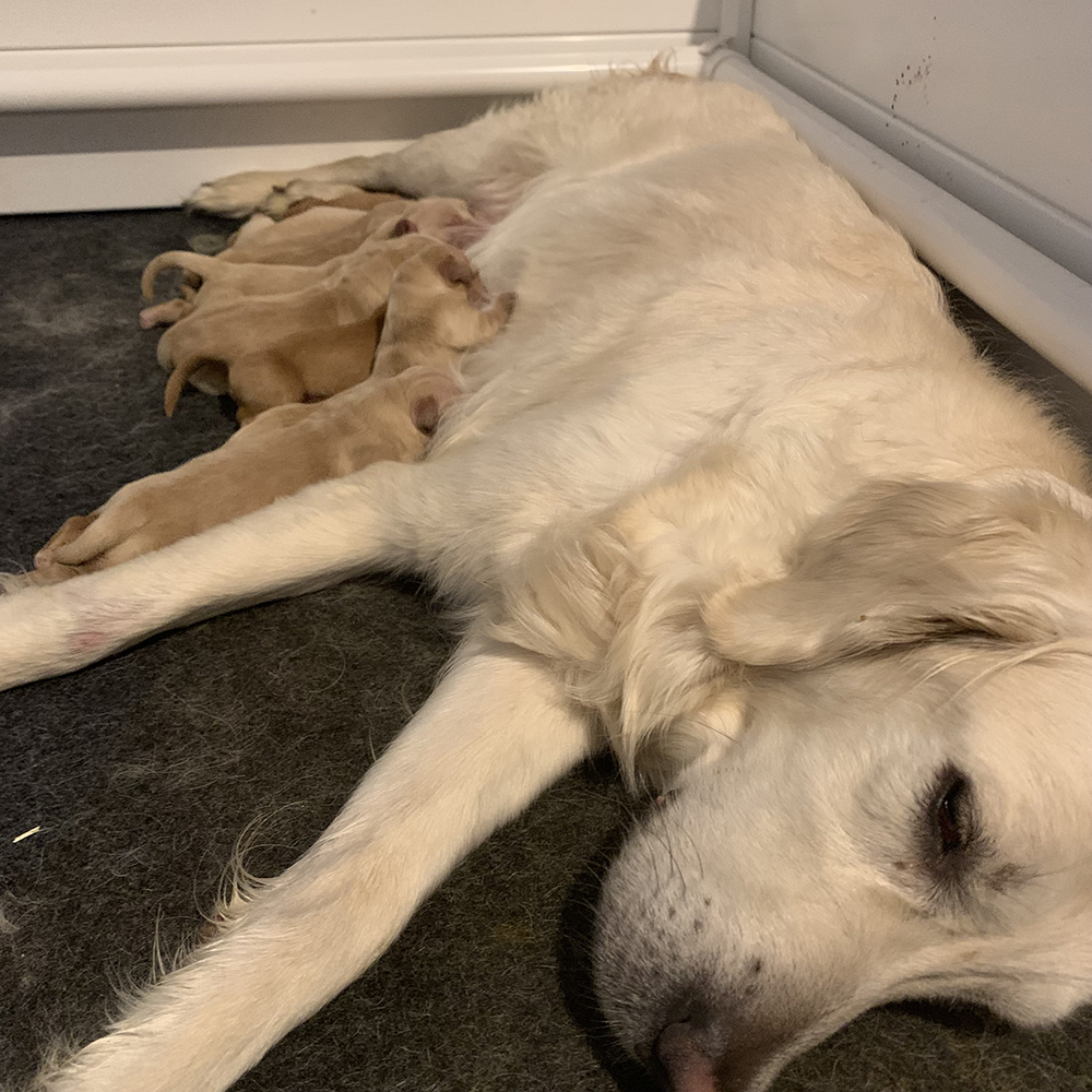 Snow White Litter puppy photo 8