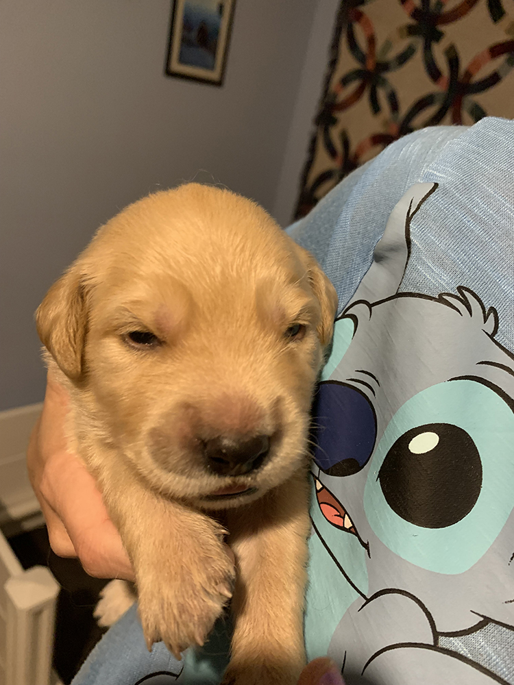 Snow White Litter puppy photo 9