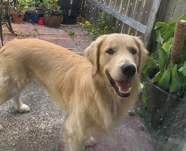 Hugo, a Golden Retriever at Sterling Run Retrievers