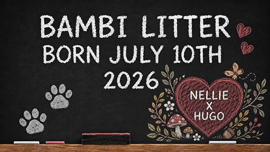 Bambi litter 2026 announcement