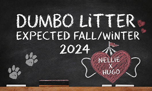 Dumbo litter 2024