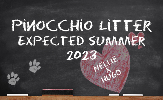 Pinocchio litter 2023