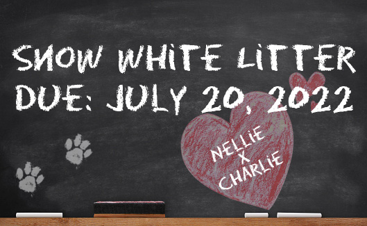 Snow White litter 2022