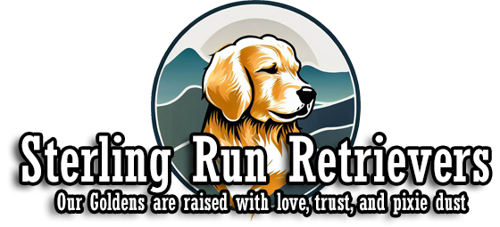 Sterling Run Retrievers — Our Goldens are raised with love, trust, and pixie dust